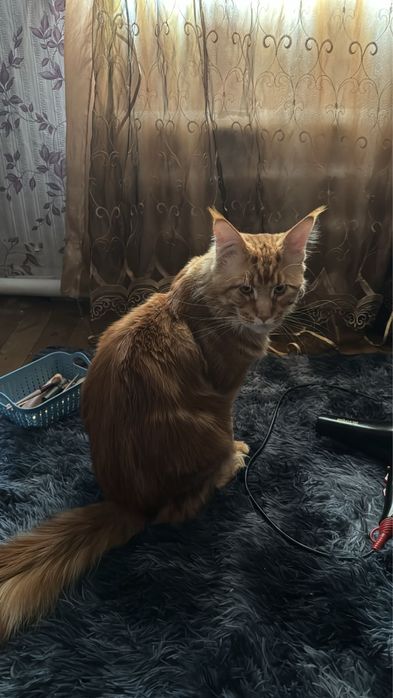 Мейнкун 3 года мальчик