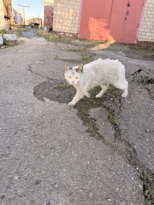 Отдаю кошек, котов