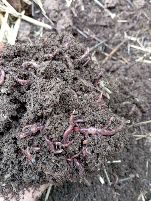 Kaliforniya qizil yomgʻir chuvalchangi va sifatli Biogumus sotiladi