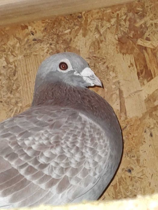 Vând porumbei voiajori