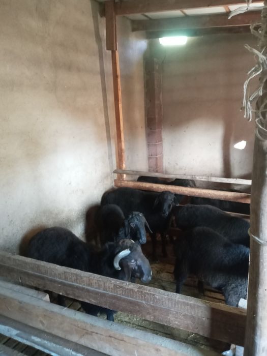 Продается бараны