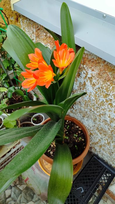 Гименокалис или кринум, кливия набирает цвет