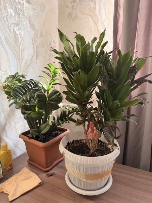 продам 2 растения