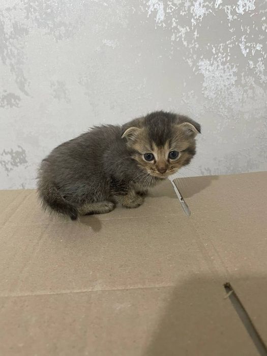 Zotliy mushik Scottish fold