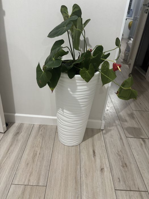 Продам орхидею и шефлеру