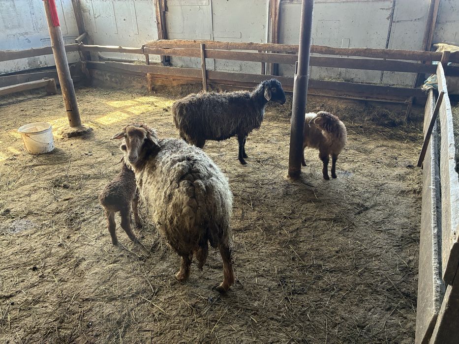 Қозлы қой сатылады