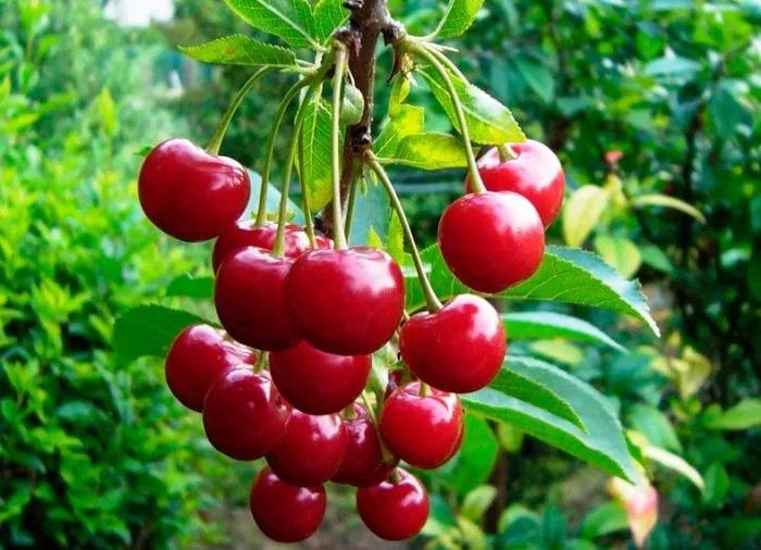 Продам саженцы малина вишня