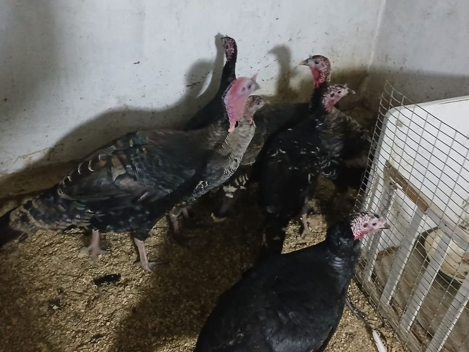 Индюки-Индюшки Гибриды