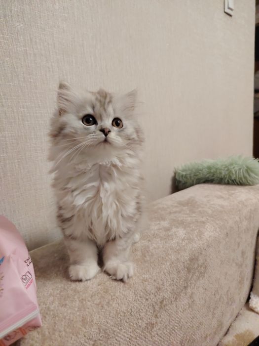 Продам шотландскую девочку