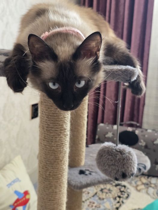 Кошка  в ақтау..