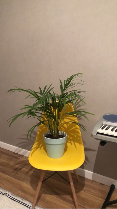 Продам стол и стулья