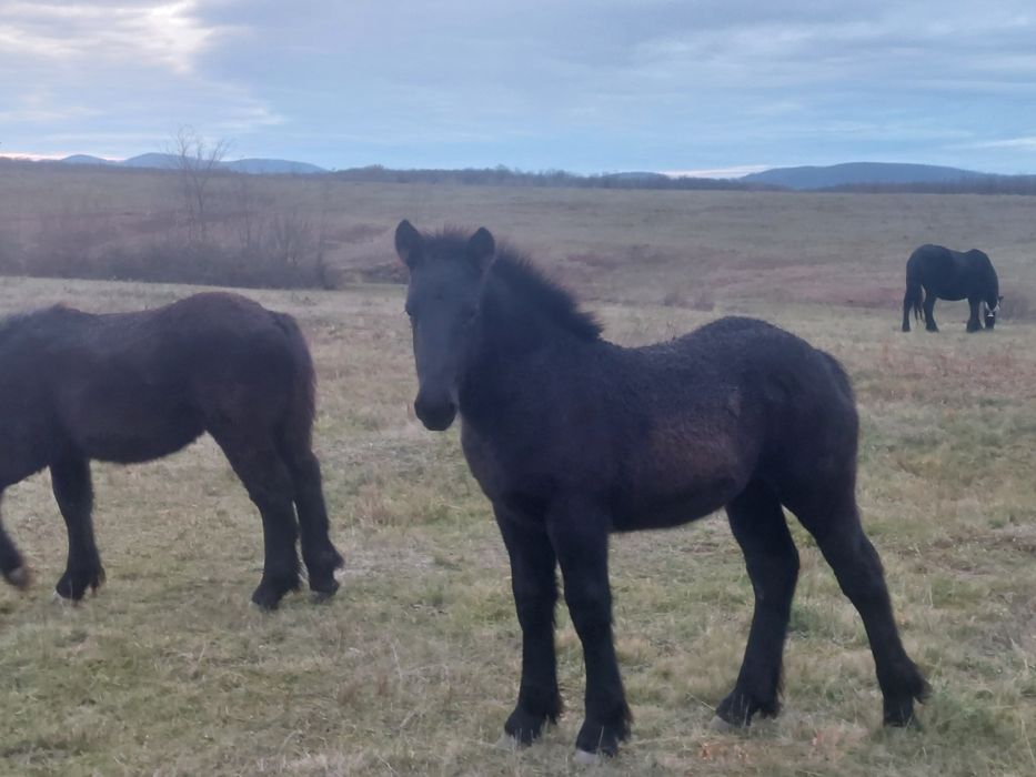 Se vand manji negri de 6 luni