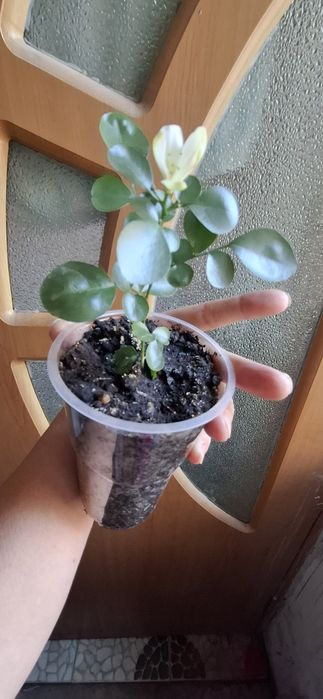 Мурайя дерево японских Императов