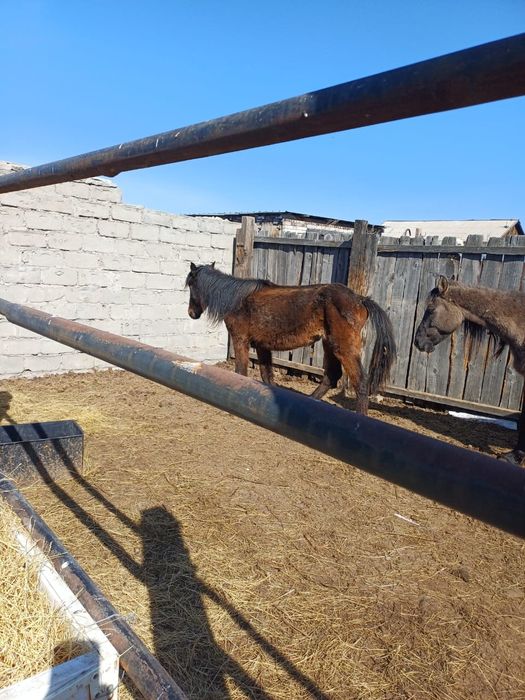 Байтал екы жасар