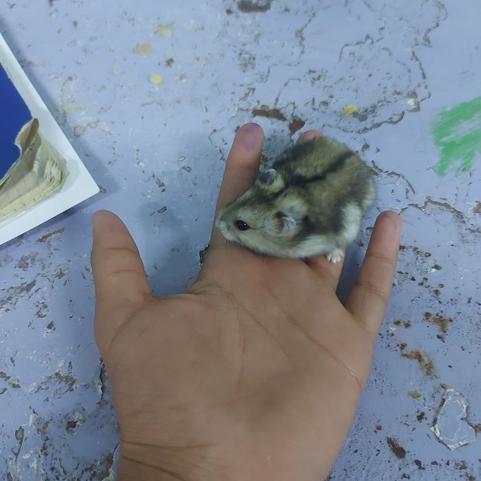 Хомяки джунгарские