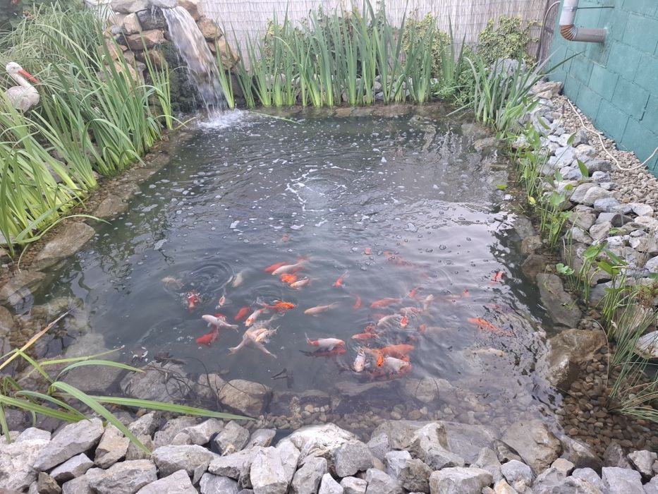 Pesti pt iaz,crapi koi,carasi colorati,plante iaz