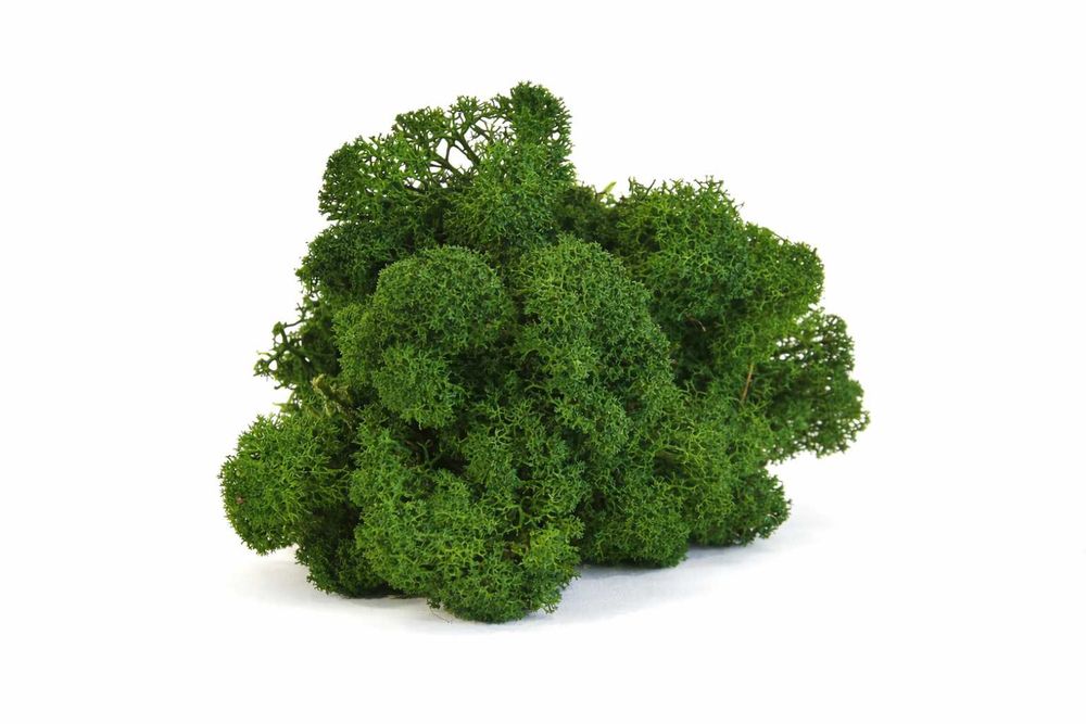 Премиум скандинавски мъх – 4 цвята с включена доставка