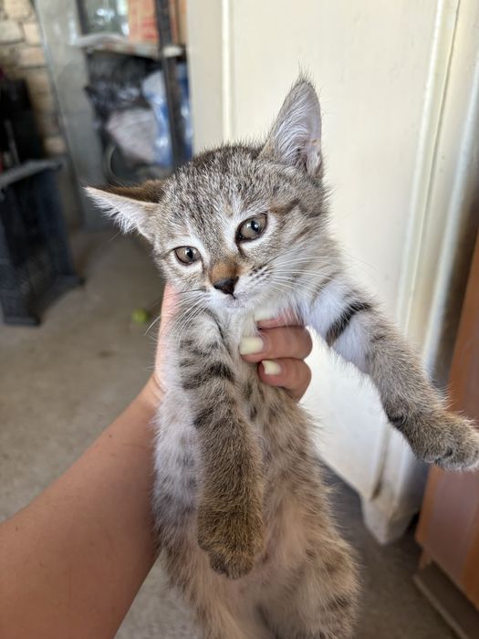 Бесплатно отдам котенка