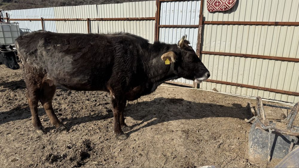 Сиыр сатылады, Продается корова