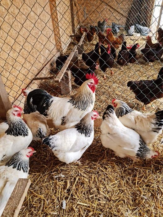Vind ouă gaini de rasă Sussex 7 lei bucata