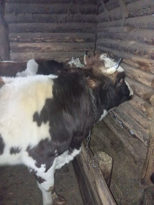 Продам быка 3 года.