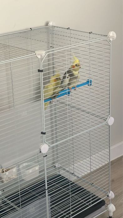 Попугай сатылады Корелла