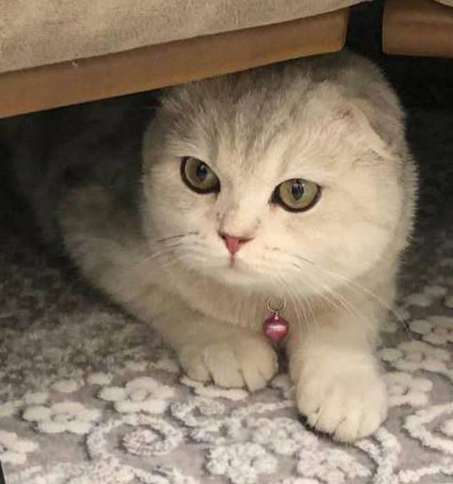 Вязка (Жуфтлашиш)Серебристая Шиншилла Скоттиш Фолд