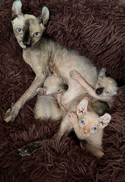 Котенца Канадски Сфинкс
