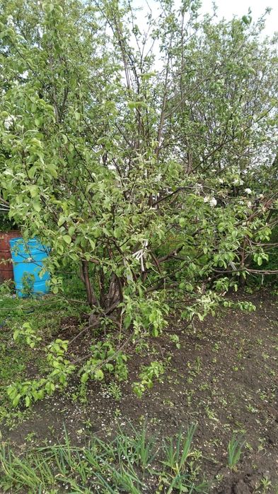 Продам дачу. Общество "ракета"