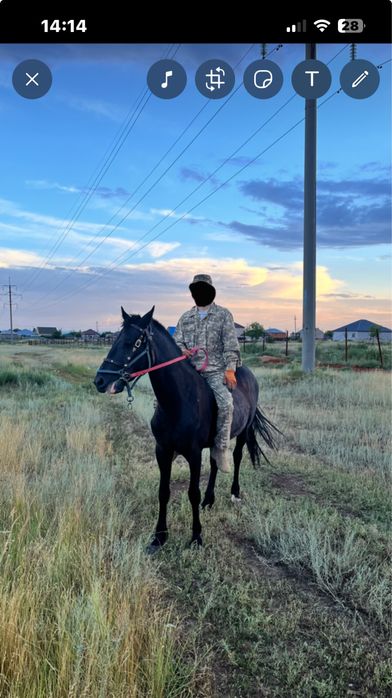 Продам Фризская кобылка 3 года!