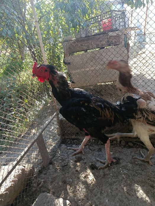 Kulangi Xuruz va Mokiyon