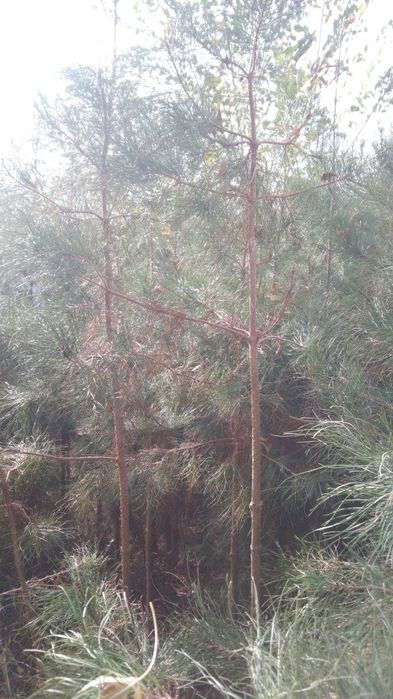 Сосна нихоллари оптом