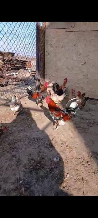 Карликовые куры бентамка