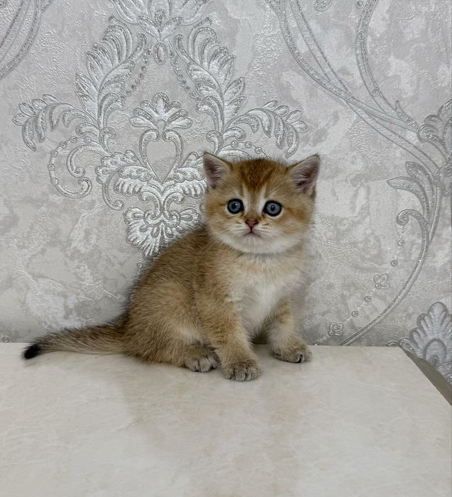 Золотистый шиншилла