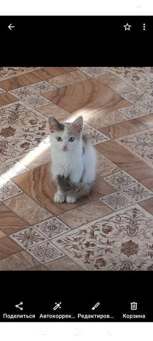 Отдам котенка девочку