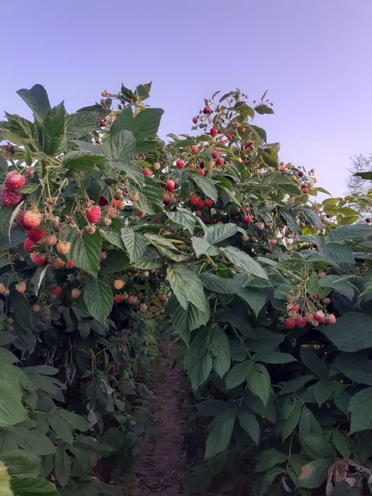 Butaşi zmeura soi polka