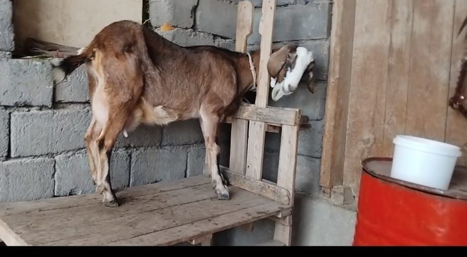 Нубийский салынды ешкі сатылады