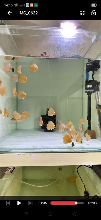 Diskus Blu Daymond Дискус блю даймонд