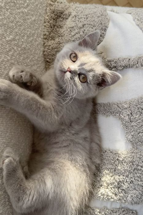 Продаются шотландские котята