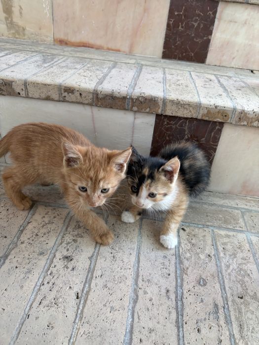 Отдам даром Котят