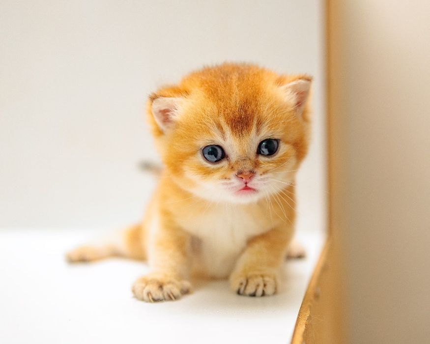 Золотая Шиншилла котята