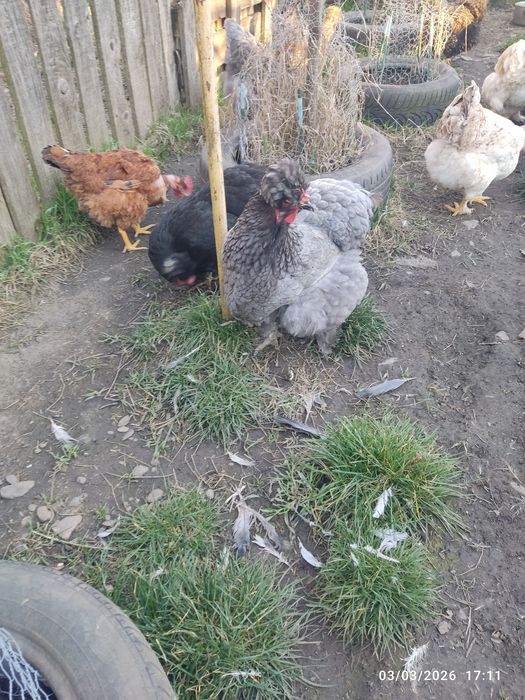 Vând ouă de conciate