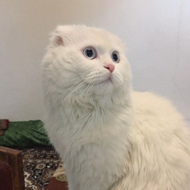 Scottish fold  Juda chiroyli ko'zlari kamyob rangda