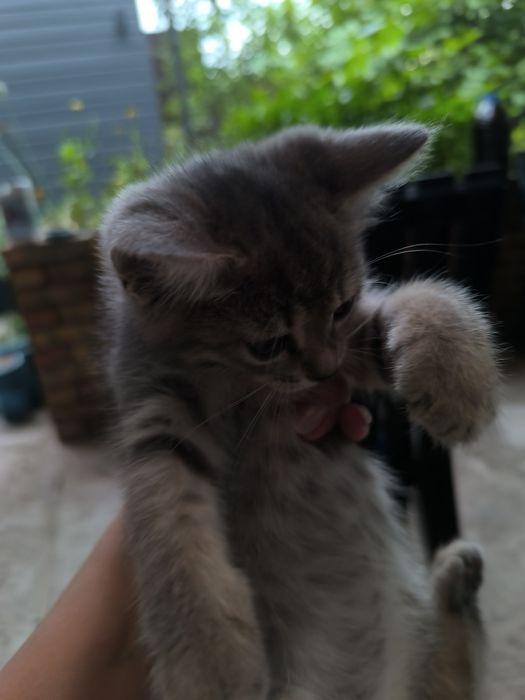 Котята в хорошие руки
