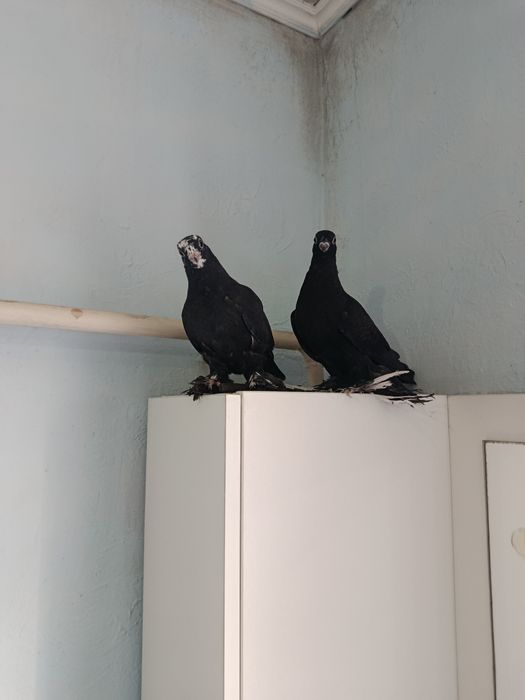 Пара Пискунов от рыбоголовых