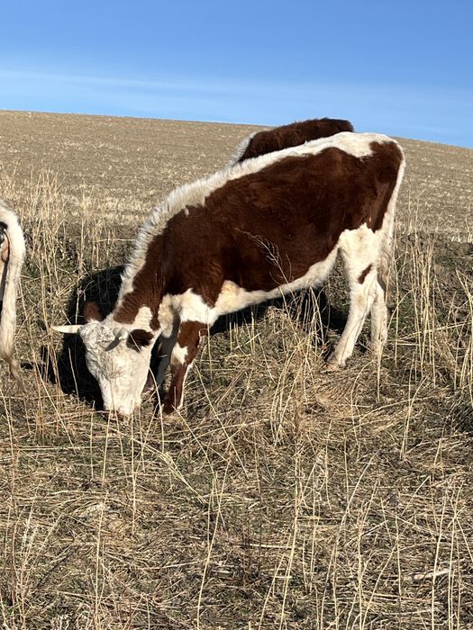 Продам  коров …………..