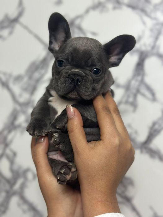 Bulldog francez fetita