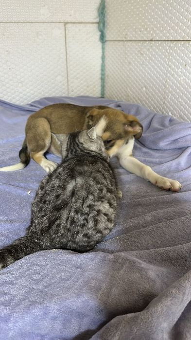 Ищу дом замечательным щенкам