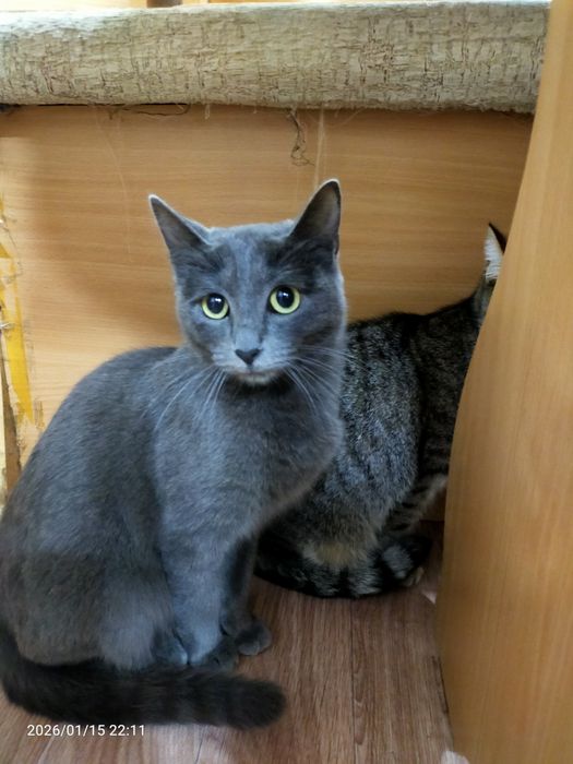 Срочно нужен дом