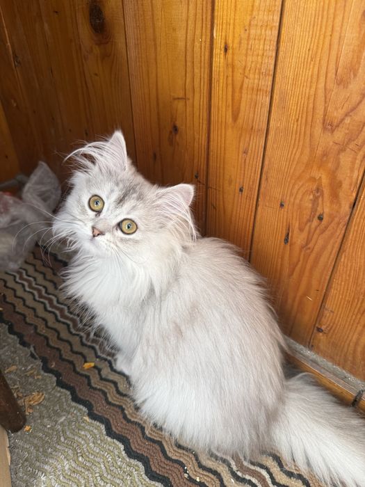 Британска дългокосместна сребърна чинчила